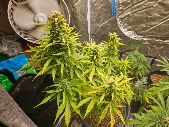 bubblegum  — flower, day 23