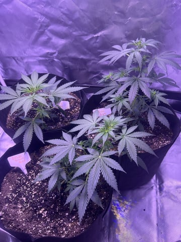 3 autos — vegetative, day 28