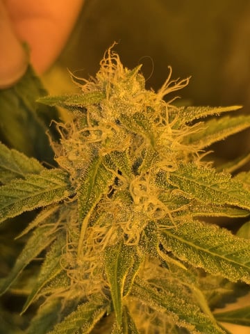 3rd Auto Grow — flower, day 79