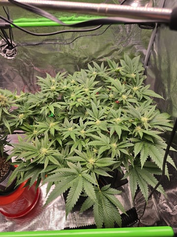 Divine Gelato 3 x Blue Zushi x 44 Photo — flower, day 64