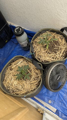 Sativa Summer Autos — vegetative, day 22