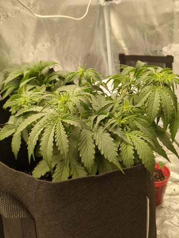 first grow — flower, day 22