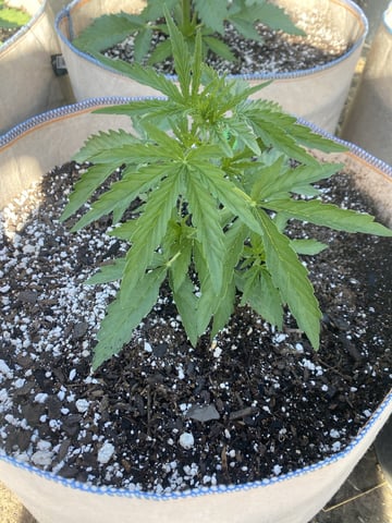 Auto Grow #2 2026 — vegetative, day 29