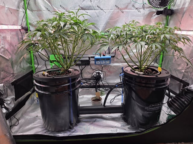 Northern Lights / Banana Kush — flower, day 55