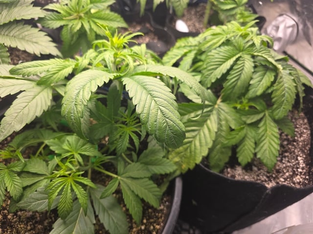 Hazy Daze — vegetative, day 26