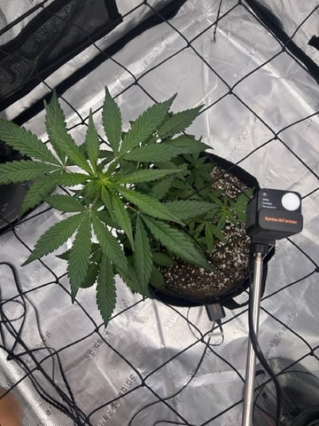 Frostbanger F4 — flower, day 35