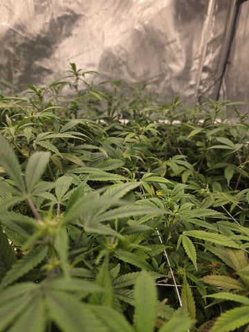 Dante's Inferno Rerun — flower, day 120