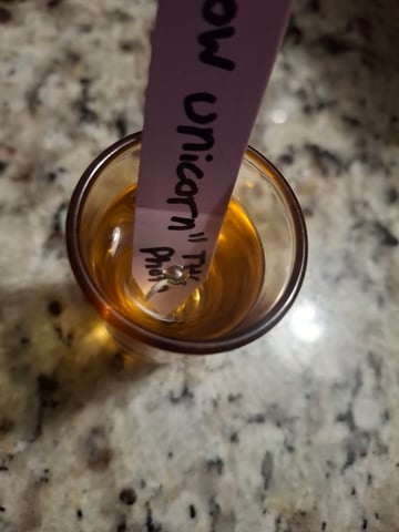 Rainbow Unicorn  — germination, day 3