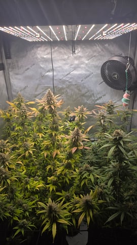 ethos genetics  — flower, day 109