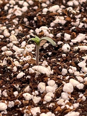 Rippleys OG Auto (Mephisto Genetics) 1st Attempt at Autos — vegetative, day 8