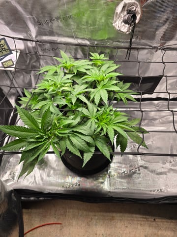 Northern lights #10 (Alaska) — flower, day 36