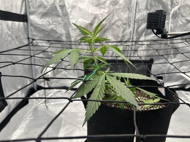 Frostbanger F4 — flower, day 32