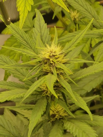 2nd Grow Lemon Cherry Cookies — flower, day 40