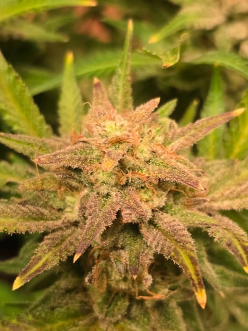 2nd Autoflower Indoor Grow — flower, day 99