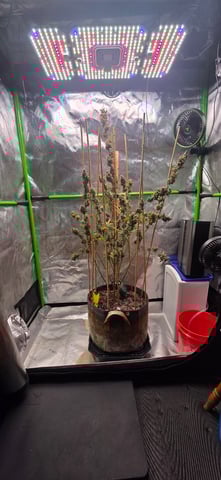 Here We Grow... — flower, day 128