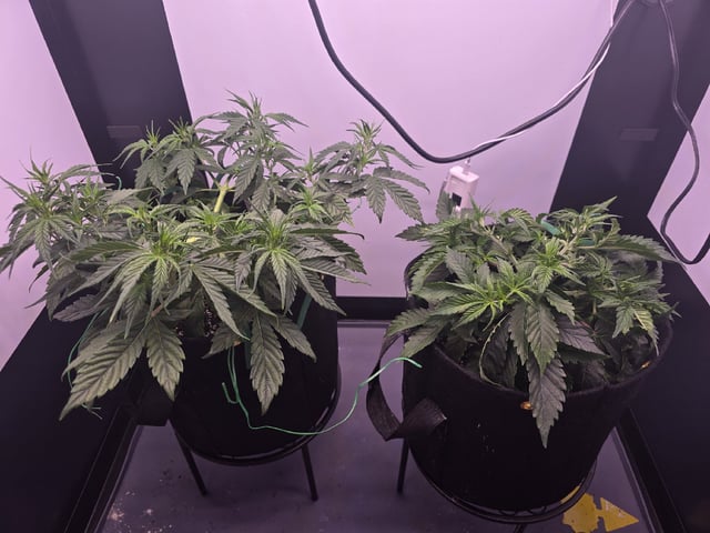 1st Auto Grow (LSD + BrB) - 1st indoor Grow — flower, day 29