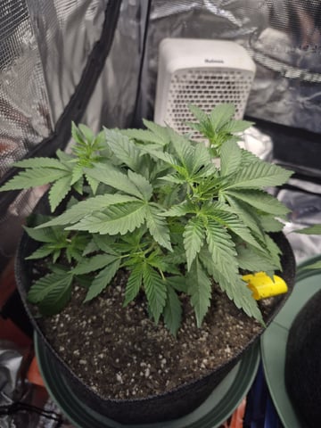 Grow 1 2026 Dream Widow — vegetative, day 39