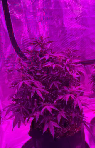 First Auto — flower, day 49