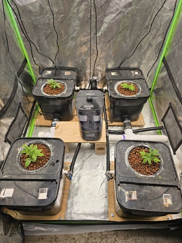 Dr. Sleep — vegetative, day 59