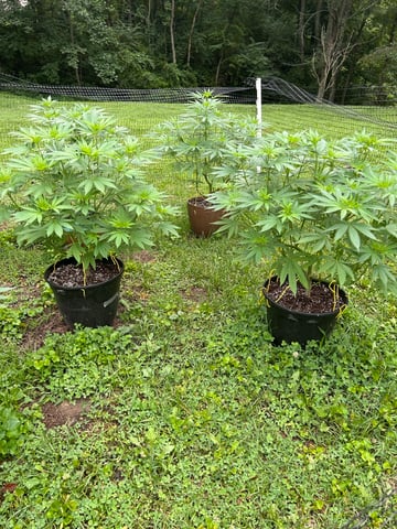 2026 Outdoor — vegetative, day 71