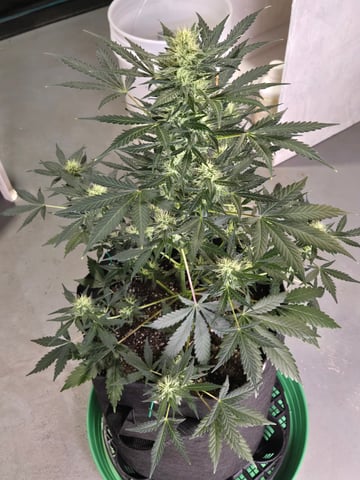 2nd Grow 3x5 tent — flower, day 50