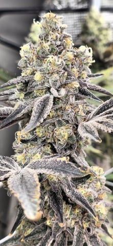 Grow 5.o — flower, day 100