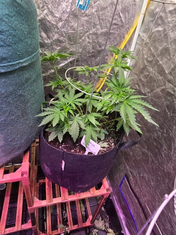 fruitstripe-x-breathworks VS Tropical cherry vs kush cake. vs og haze — vegetative, day 42