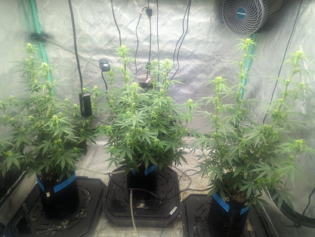 Autos — flower, day 35