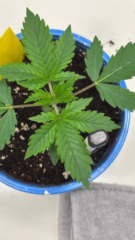 #1 momo (purple punch) — vegetative, day 15