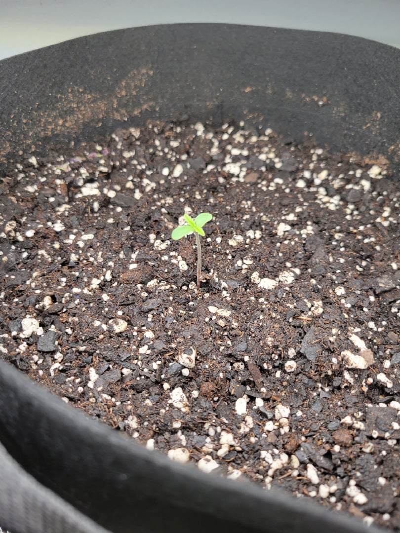 Watermelon Auto