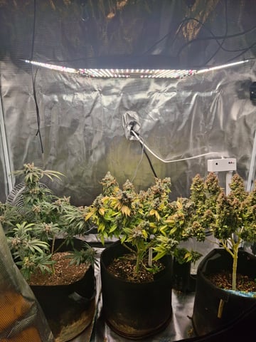 SoFloBudz — flower, day 114