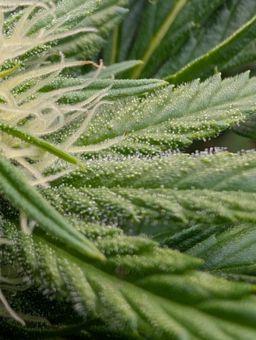 Golden Goat — flower, day 8