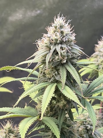 Humboldt, Hella Jelly. Jelly Donut  — flower, day 84