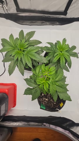 ethos genetics  — vegetative, day 24