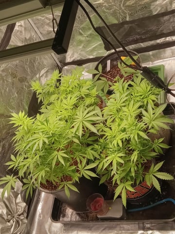 critical purple kush x peyote wifi  in the auto pot system tray 2 grow with added microhazian to the coco coir  — vegetative, day 51