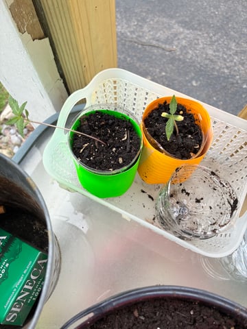 My First Grow — seedling_rooting, day 23