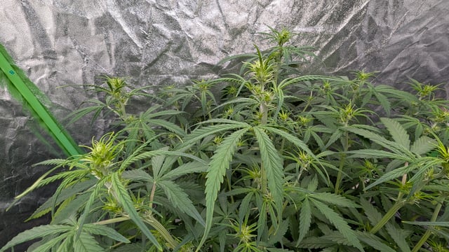 Strawberry Cheesecake Seedsman Seeds Autoflowers x2 — flower, day 42