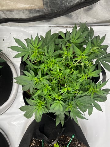 Indoor Grow  — vegetative, day 13