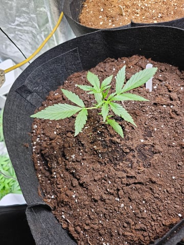 mimosa punch  — grow_setup, day 12