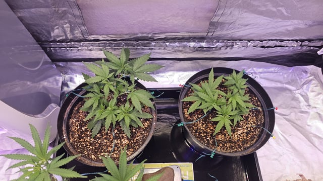 Amnesia Haze Run — vegetative, day 22