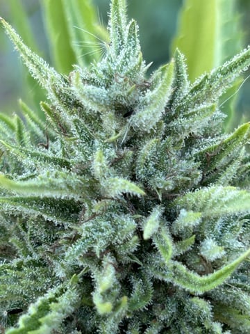 Bruce Banner — flower, day 26