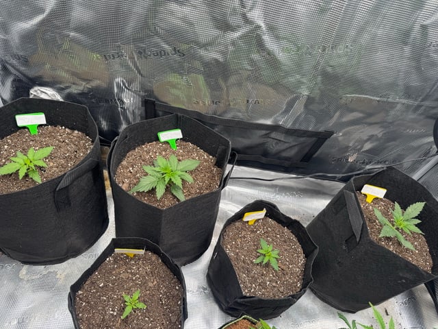 YouTube grow updates 1 — vegetative, day 16