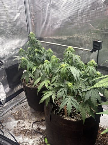 Batch #3 — flower, day 27