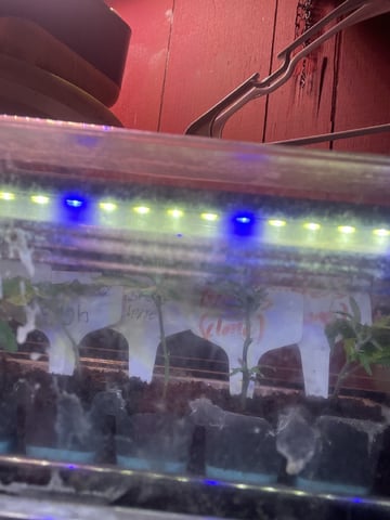 Gushers — flower, day 113