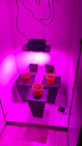 Gorilla Faster  — seedling_rooting, day 5