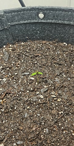 Gorilla Z auto — seedling_rooting, day 14