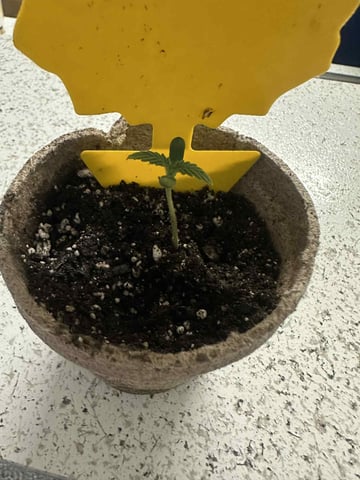 banana bread autoflower  — seedling_rooting, day 6