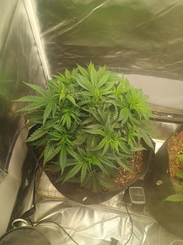 autoflower1 — vegetative, day 18