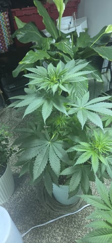 First GROE — vegetative, day 14