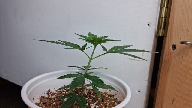 Here We Go Again 😎, This Should Be Good. 🤞👁️👁🤞 — vegetative, day 55